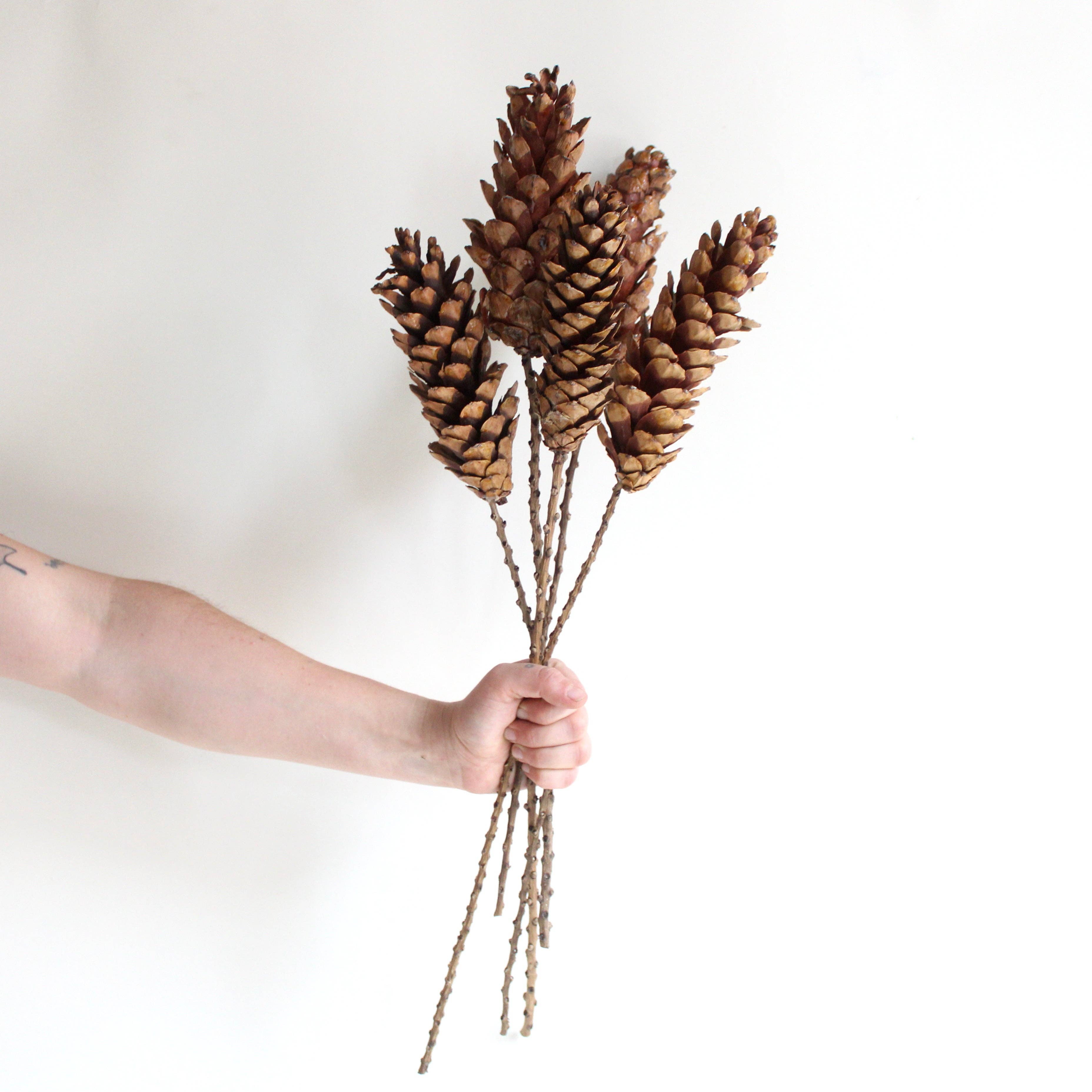 Natural Brown Strobus Pine Cone on Stem - Dried for wholesale on Faire2