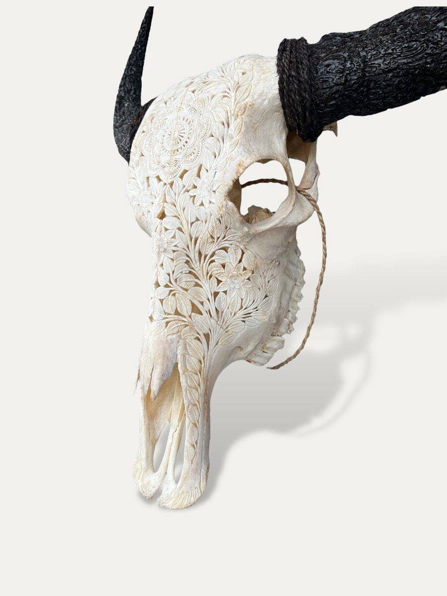 White bone Buffalo skull with carved horns - Sakti for wholesale on Faire1