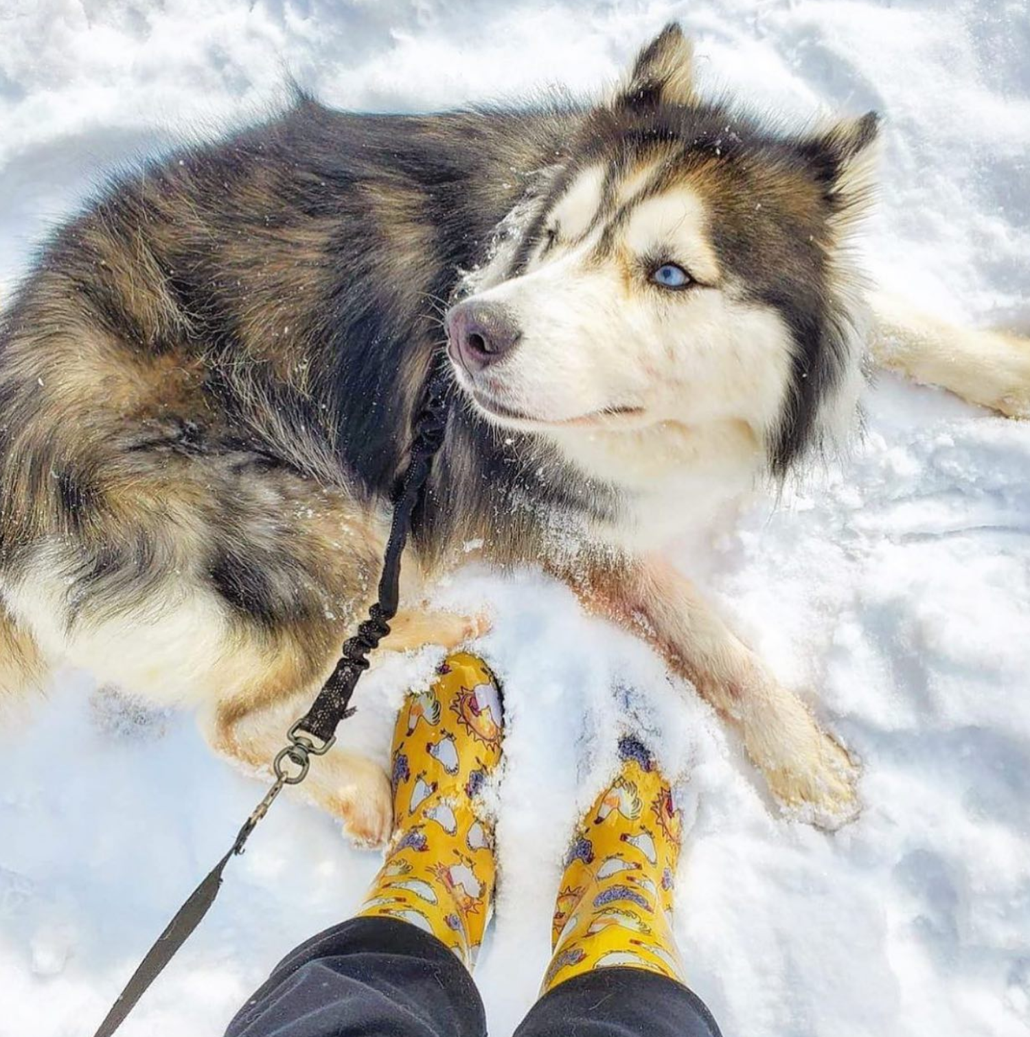 Sloggers - Vente Bottes de pluie – femme - Botte de pluie et de jardin pour femmes, jaune à imprimé poulet3