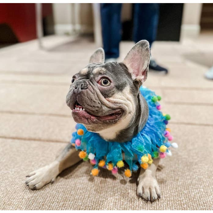 Midlee Designs - Wholesale Pet Collar - Dog - Midlee Blue Birthday Pom Pom Dog Collar7