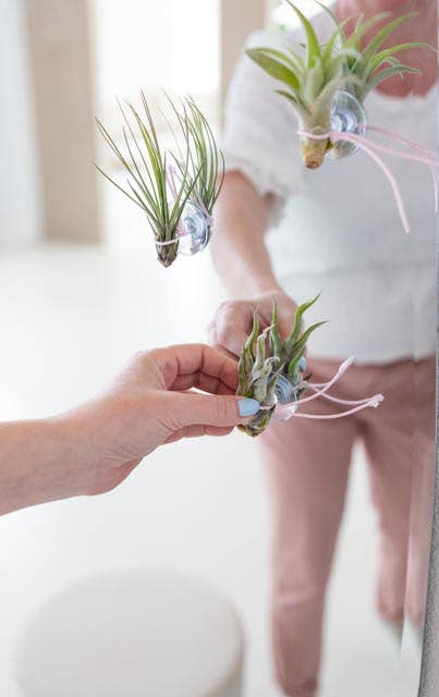 Juffrouw Pannenkoek deco /JP deco - Wholesale Live Plant - Plant Friends – set of 9 air plants with suction cup3