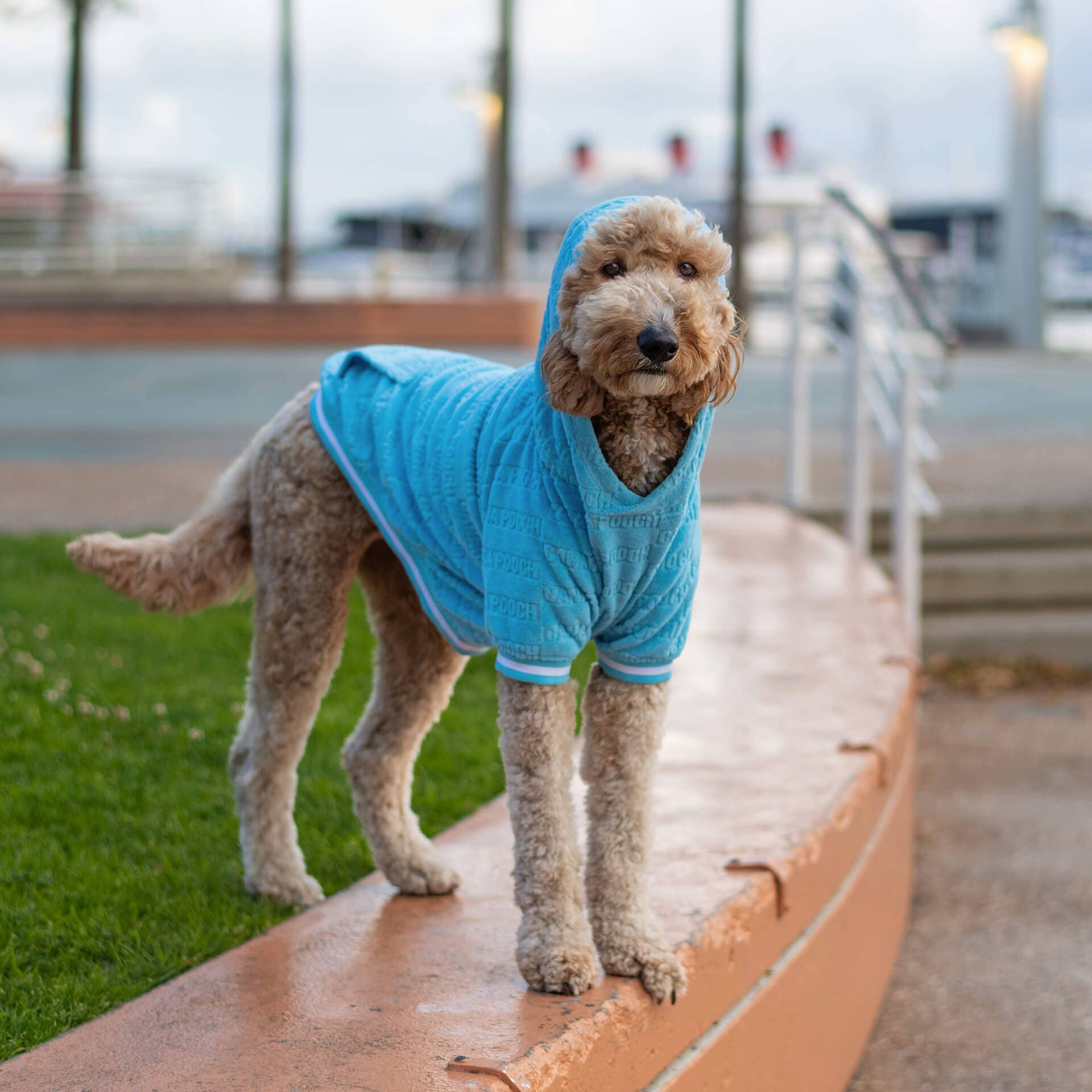 Blue Beach Bum Towel Dog Hoodie (Blue) for wholesale on Faire1