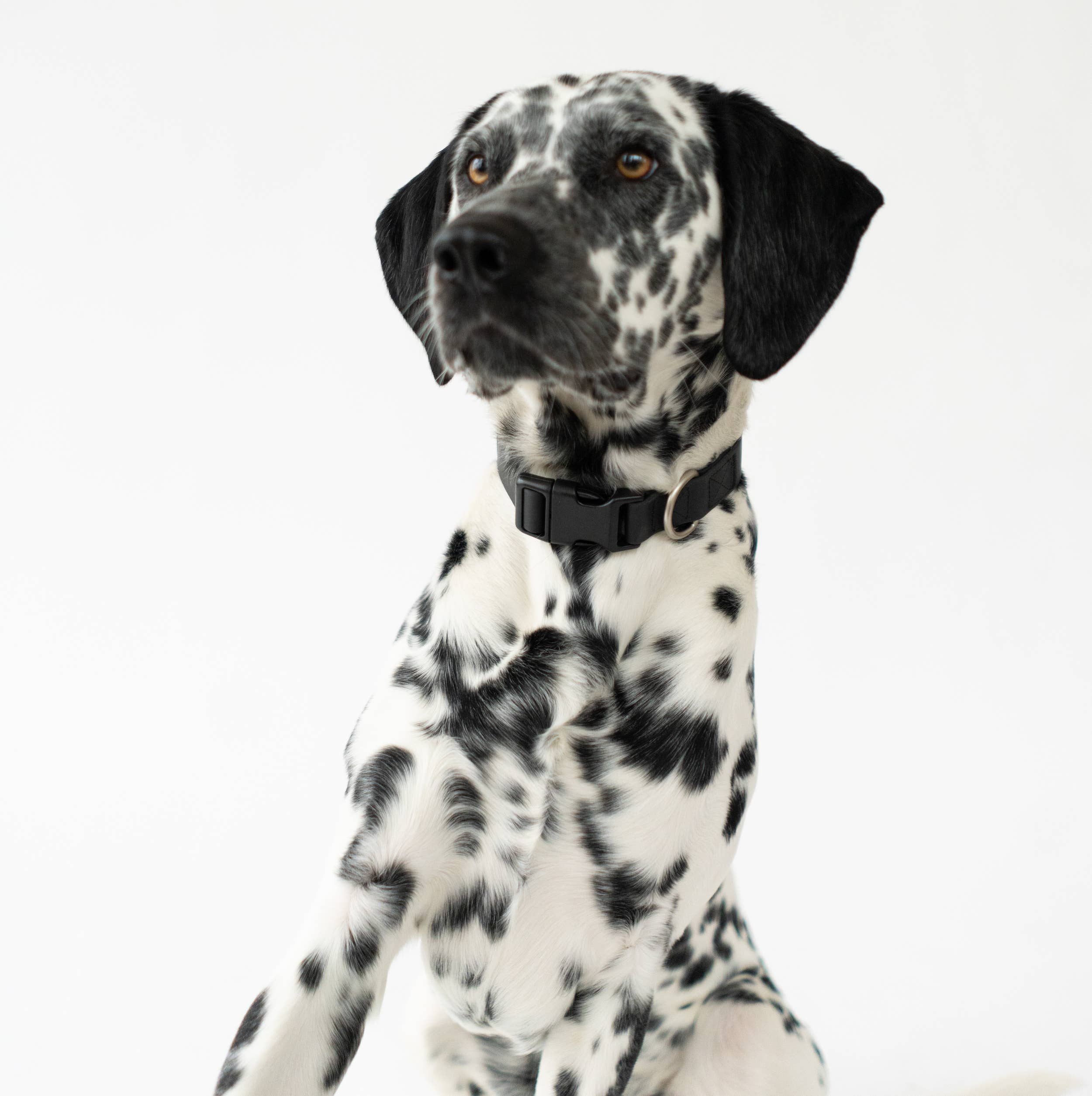 Springland Pets – wholesale Halsband - Hund – Hundhalsband för alla väder – Justerbart, blandad 4-pack3