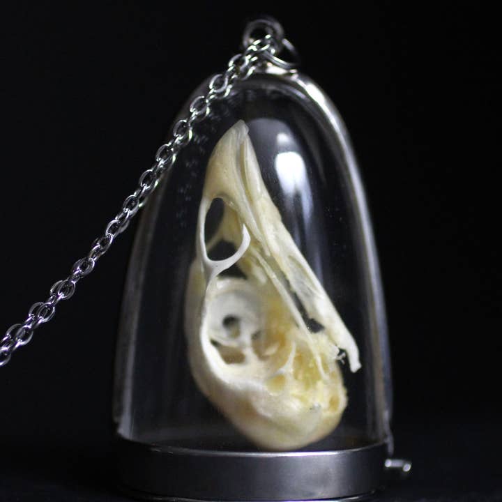 Colar Cúpula de Crânio de Codorniz Osso de Animal Real Joalharia de Curiosidades por atacado de Kitty Bomb Curios