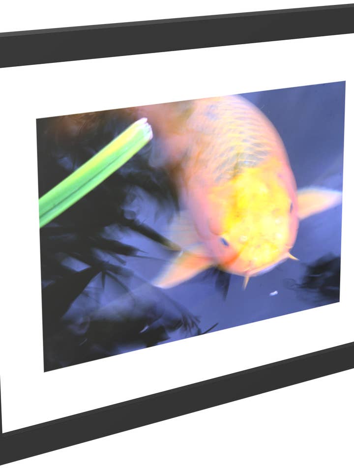 Koi Framed Print for wholesale by Tony Westbrook Studios