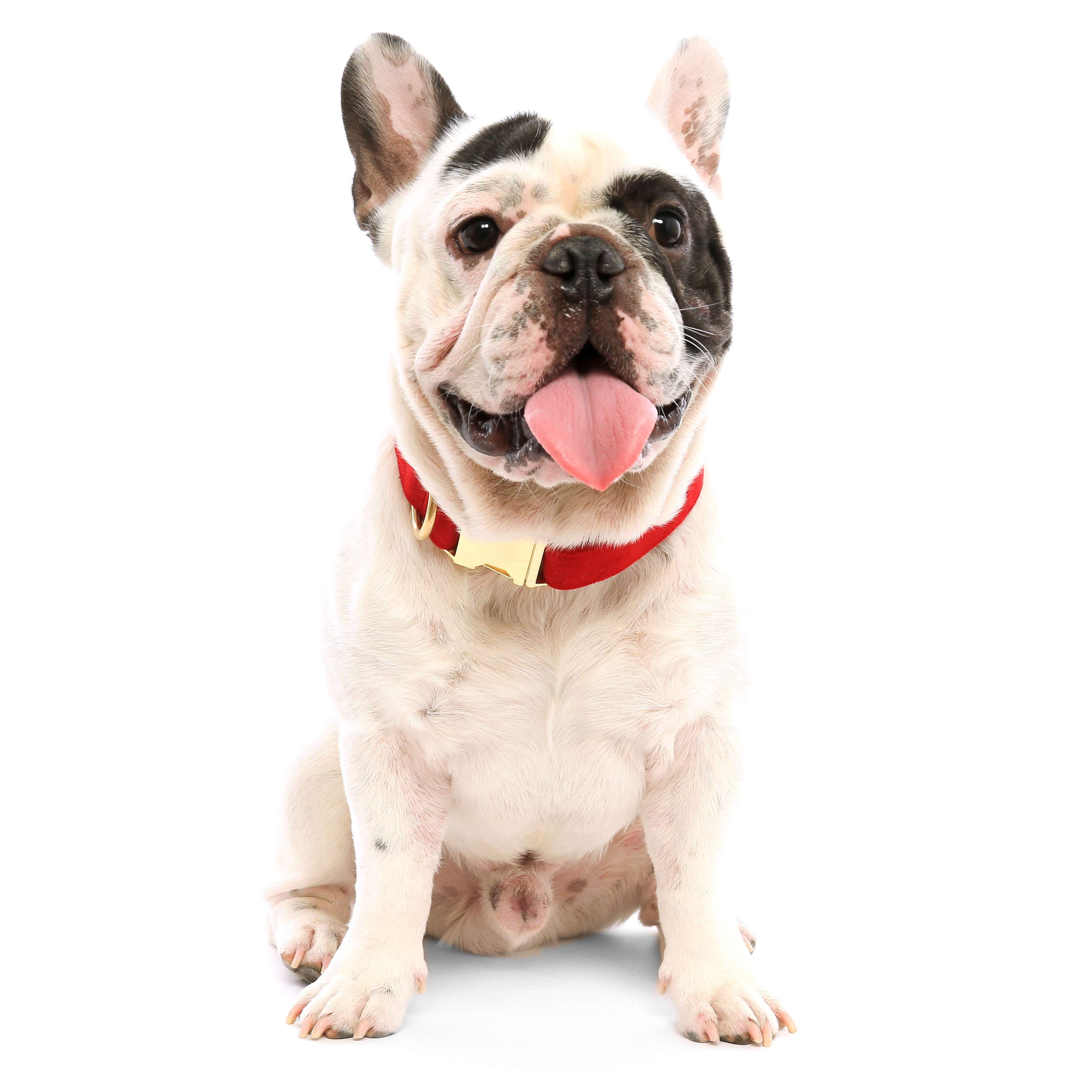 The Foggy Dog - Wholesale Pet Collar - Dog - Cranberry Velvet Dog Collar3