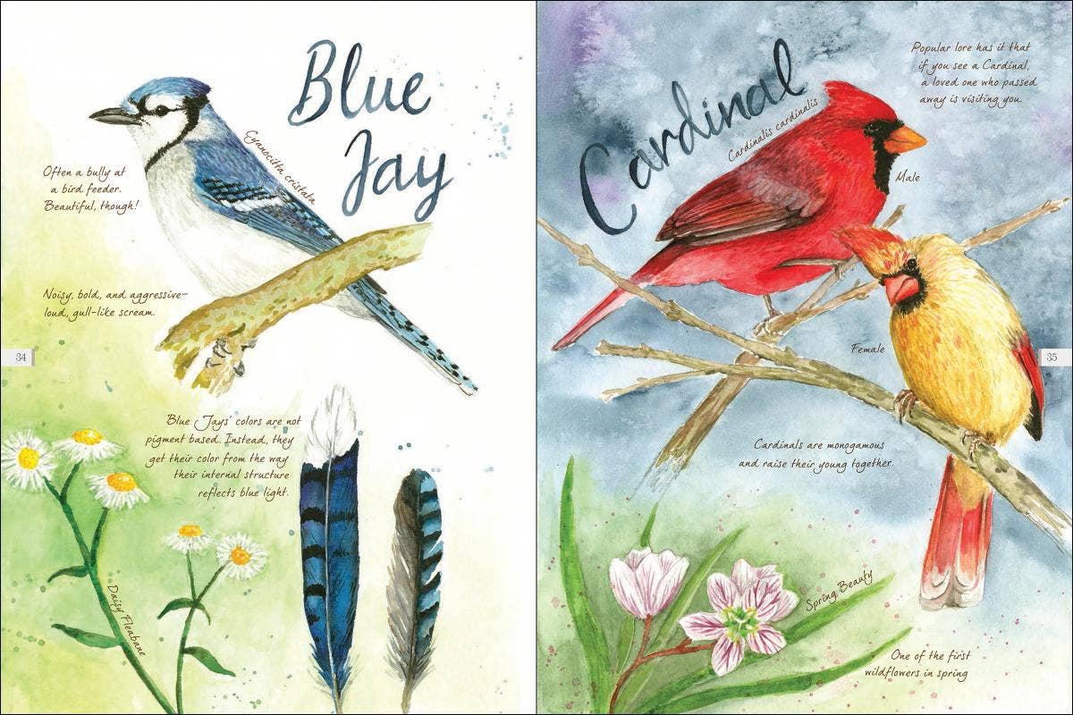 AdventureKEEN - Vente Nature et plein air - Drawn to Birds : Carnet de croquis d'un naturaliste9
