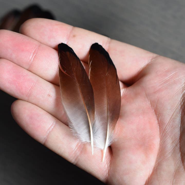 Plumes Naturelles - Vendita all'ingrosso Attrezzature per lavoretti e fai da te - Piume di ghiandaia