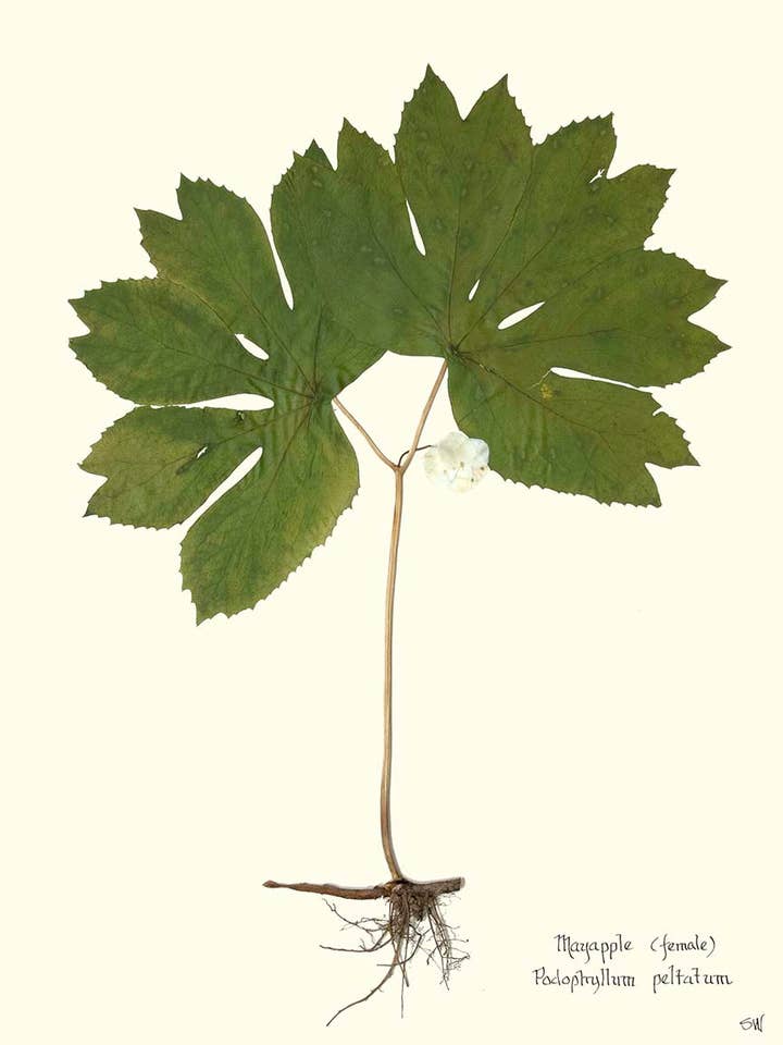 Pressage de Podophylle - Femme - Impression d'Art Botanique pour la vente par Homegrown Art Co