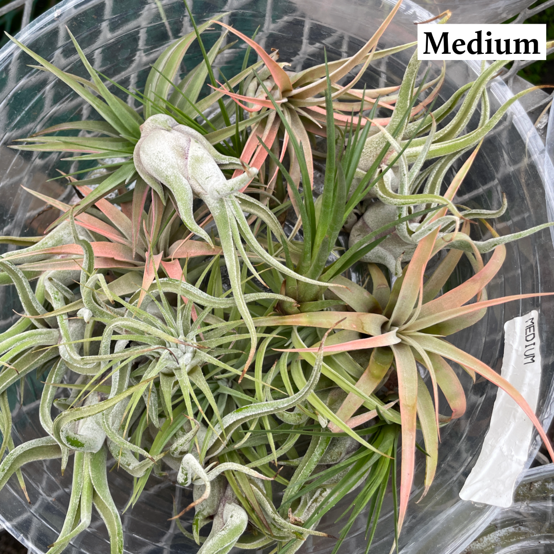 Thorsen's Greenhouse - Wholesale Live Plant - Air Plant - Assorted7
