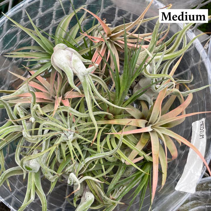 Thorsen's Greenhouse - Vente Plante - Air Plant - Assorti7