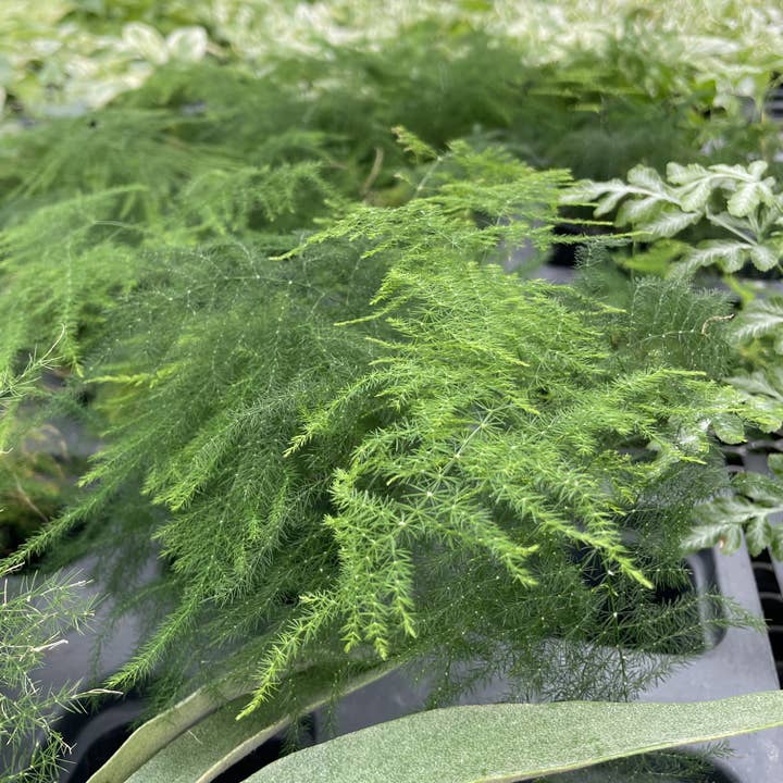Thorsen's Greenhouse - Wholesale Live Plant - Asparagus Fern - 4" Live Plant6