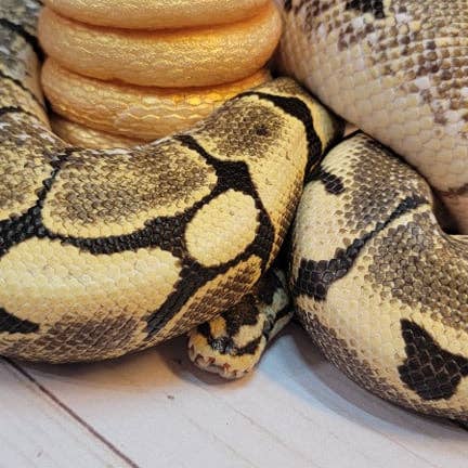 Shadow's Makery - Vente Bougies originales - Serpent