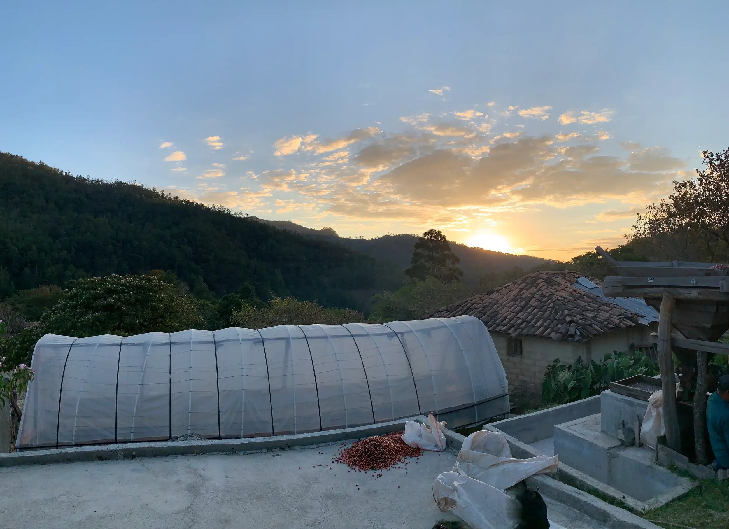 Andytown Coffee Roasters - Wholesale Coffee Beans - Honduras Maria Adela Catracha 8oz Retail Bags2