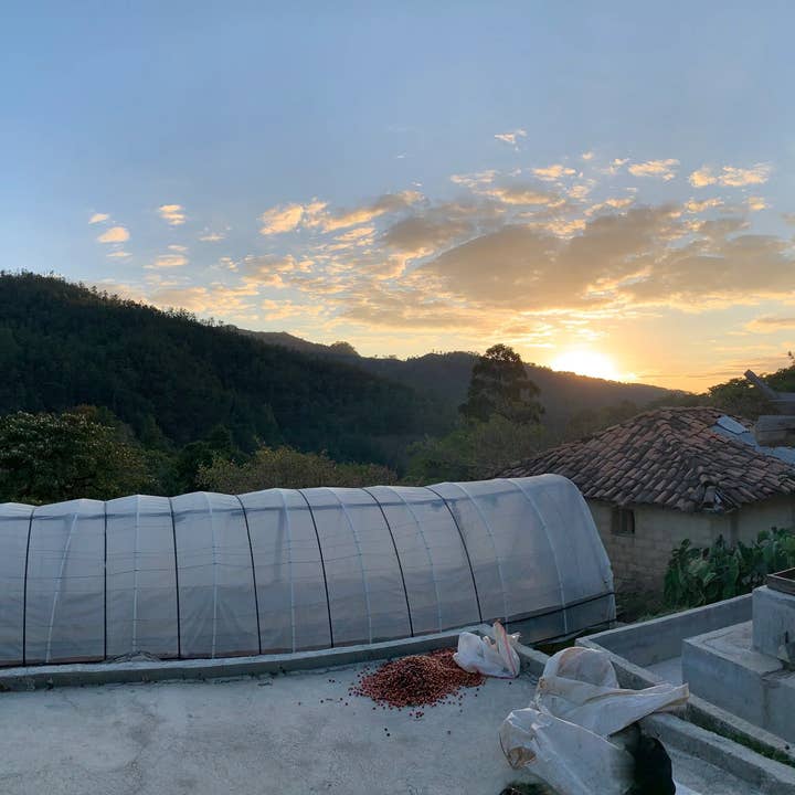 Andytown Coffee Roasters - Wholesale Coffee Beans - Honduras Maria Adela Catracha 8oz Retail Bags2