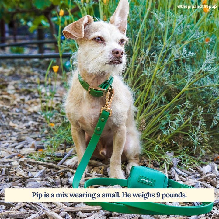 Collier en PVC étanche pour chien pour la vente par Lucy & Co.