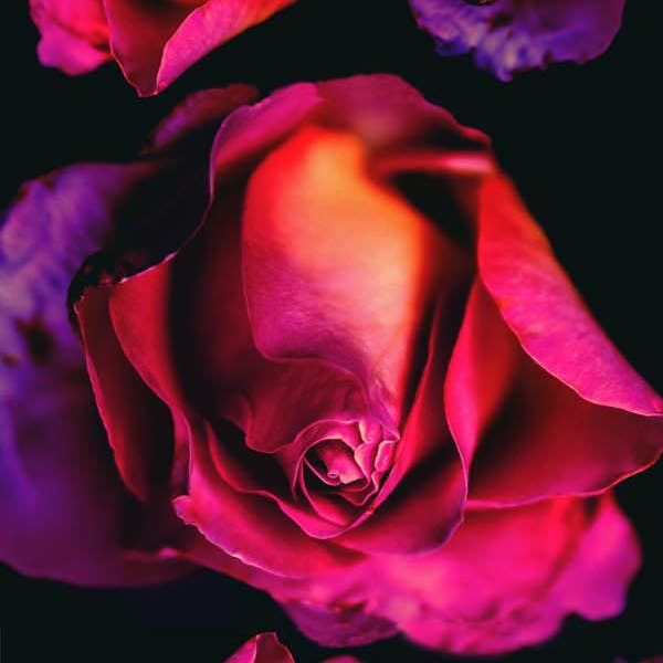 Crimson Nocturne Merino Wool Scarf – Dramatic Rose Art Print for wholesale by Namaskar Australia