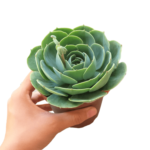 Best Plant Friend - Vente Succulentes - Echeveria Imbricata Rose Bleue Succulente Vivante en Pot de 2in/4in3