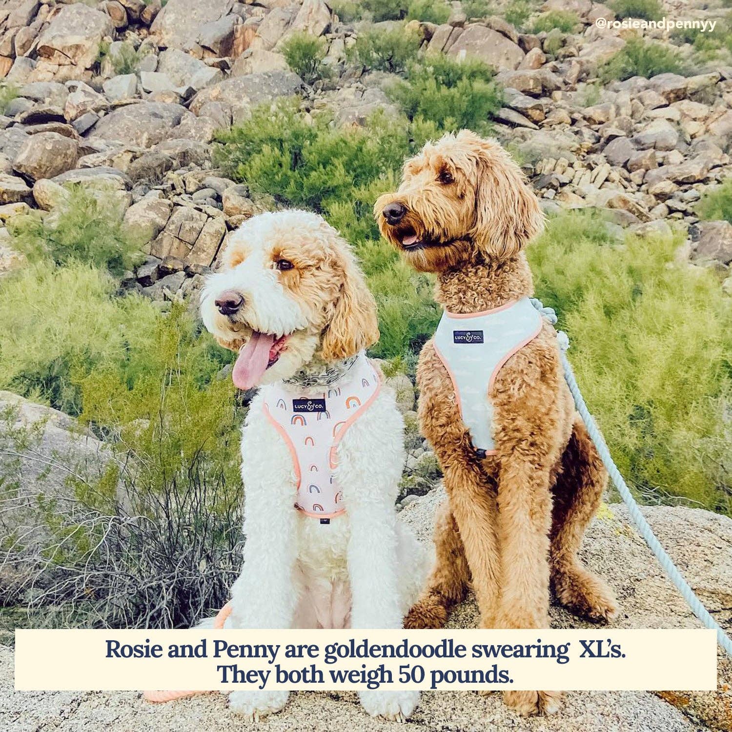 Lucy & Co. – Engroshandel Kæledyrssele – Hund – I skyerne Vendbar Harness3