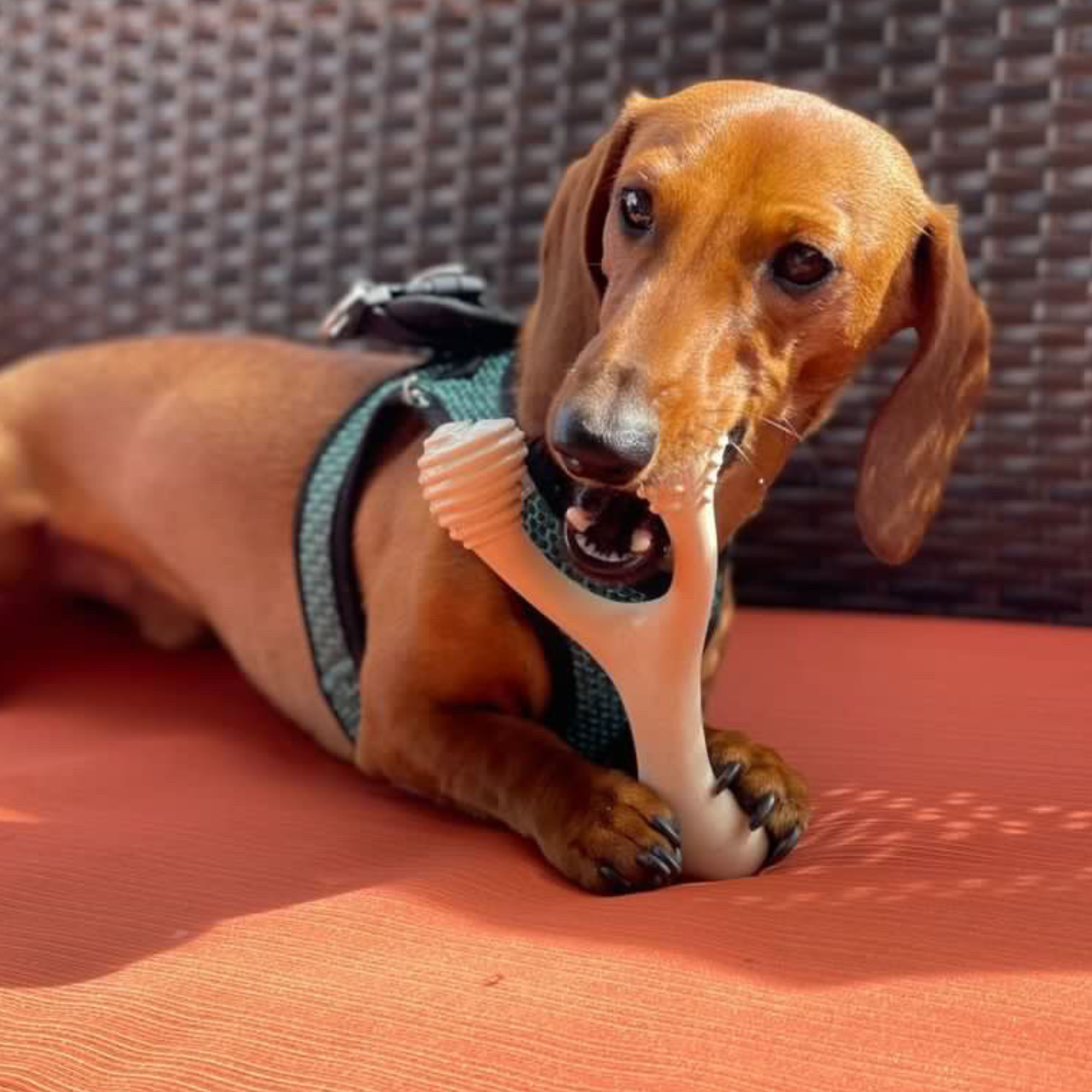 BetterBone Natural Dog Chews - Wholesale Pet Chew Toy - Dog - BetterBone HARD -Durable, All-Natural, No Nylon, Sustainable17