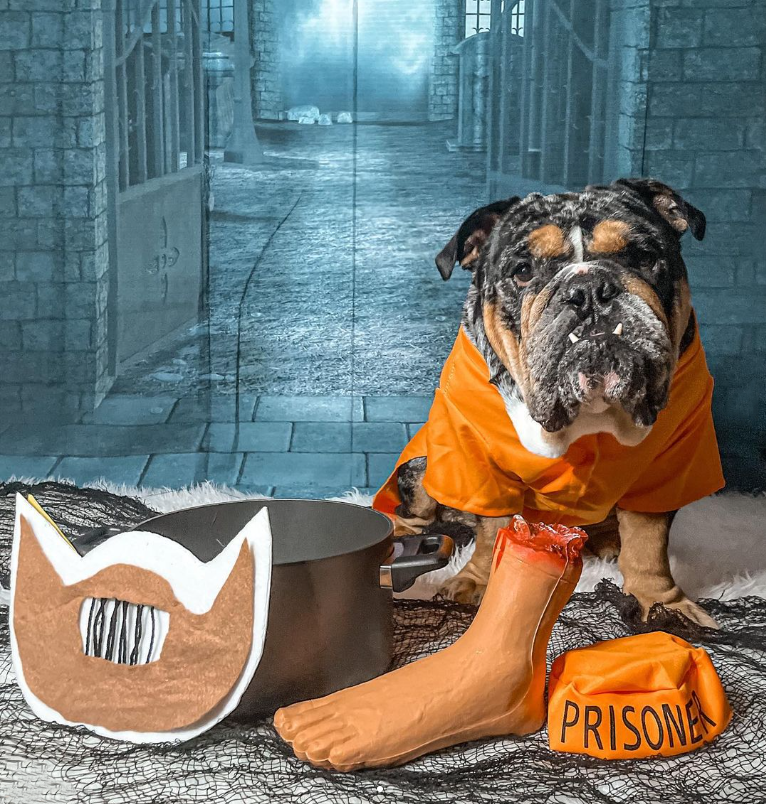Midlee Designs - Venta al por mayor Disfraz - Perros - Disfraz de prisionero naranja Midlee7
