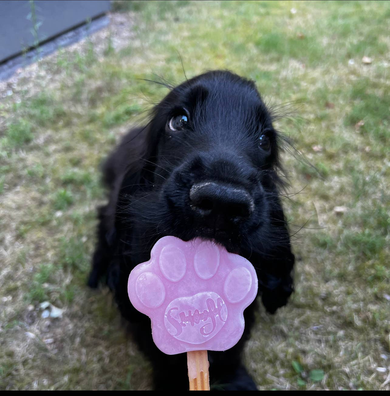 Smoofl - Wholesale Pet Biscuit - Dog - Strawberry mix for dog ice7