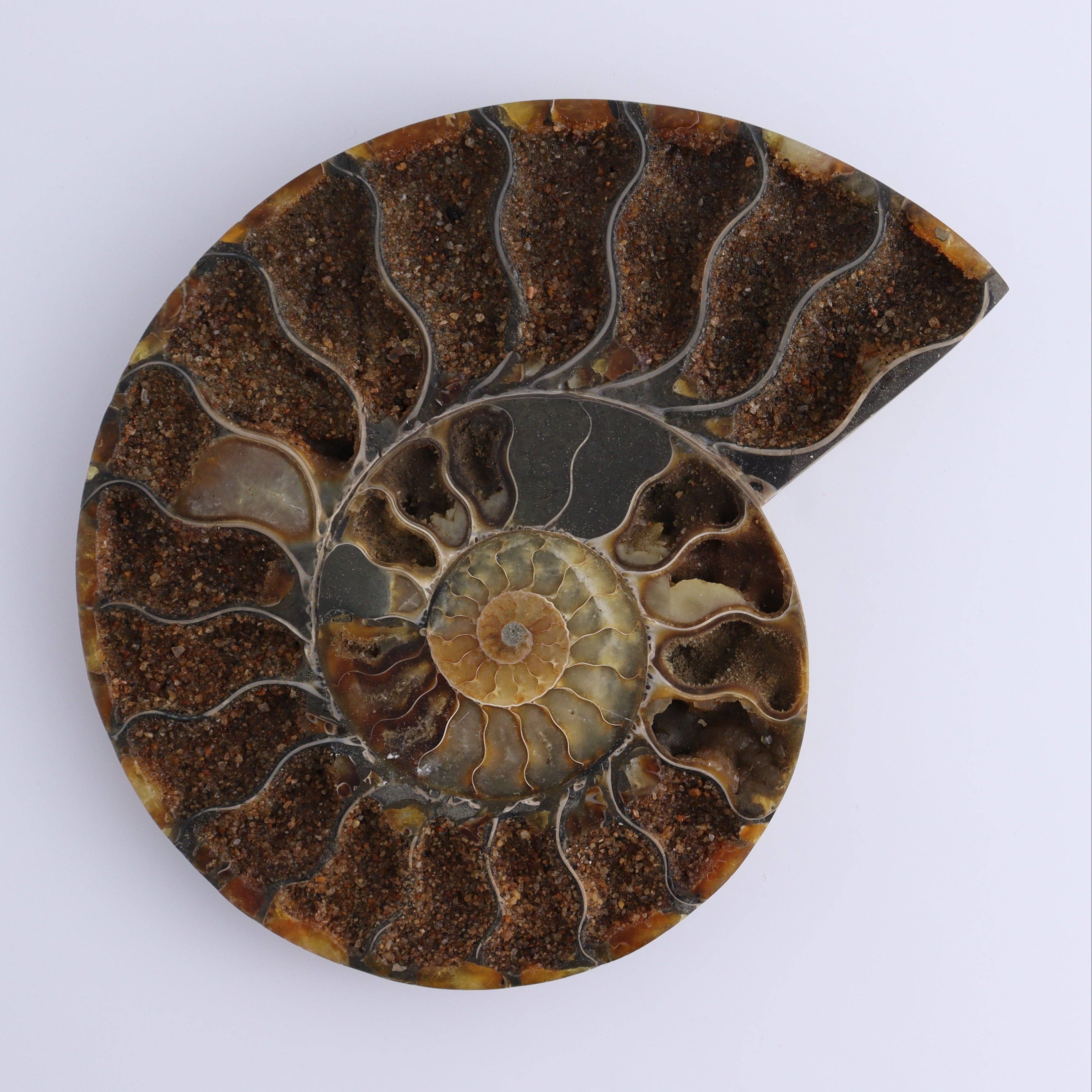 Mi Esperanza Minerals - Vente Décorations de table - Paire d'ammonites1