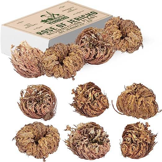 YERBERO - Wholesale Dried/Pressed Flowers - Yerbero - 10 Pack Big Rose Jericho Dried Flower 2.5''-3.5'' | Selaginella Lepidophylla | Resurrection Plant | Jumbo Size Dried Rose | Abundance,1