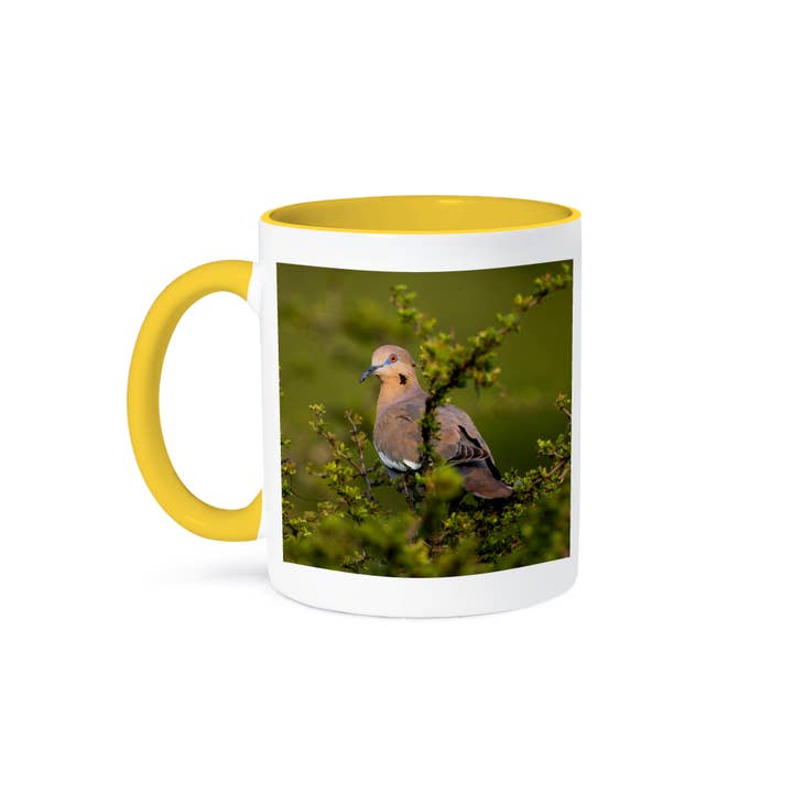 3dRose - Wholesale Coffee Mug - 3dRose, White winged Dove, Zenaida asiatica, perched in tree, Mug