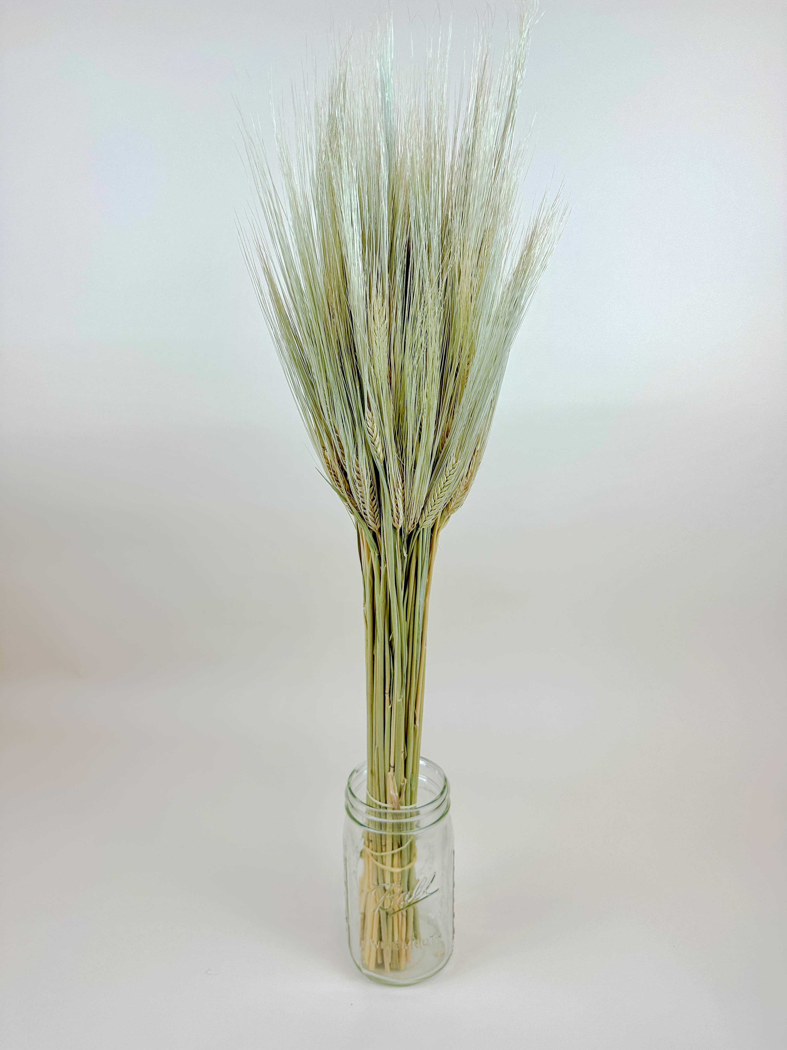 Lovejoy Farms Premium Dried Flowers - Venta al por mayor Flores secas/prensadas - Trigo Triticale Barbudo – Hierba Decorativa Secada Naturalmente2