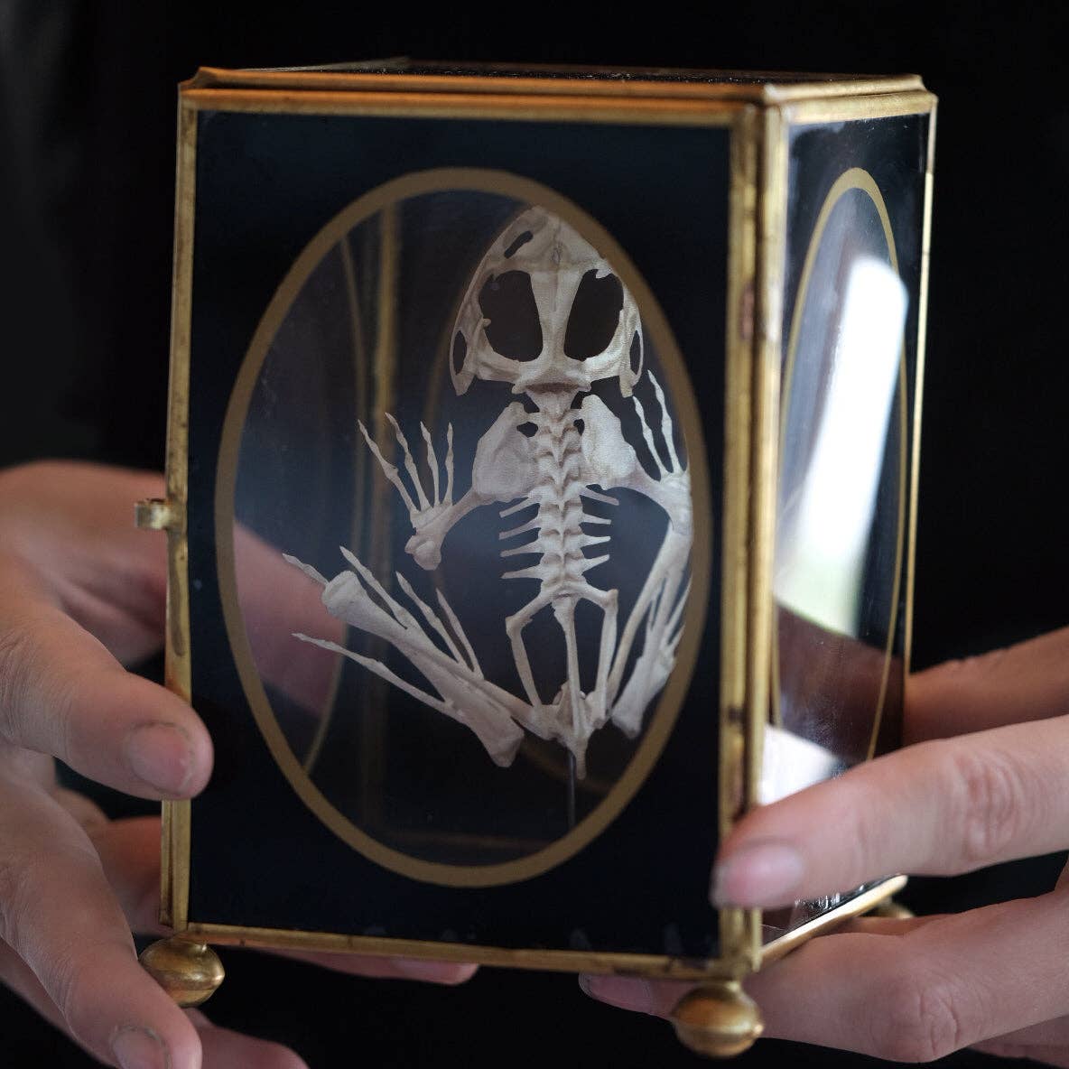 Moth and Myth - Wholesale Decorative Figurine - 'Fen' Frog Skeleton2