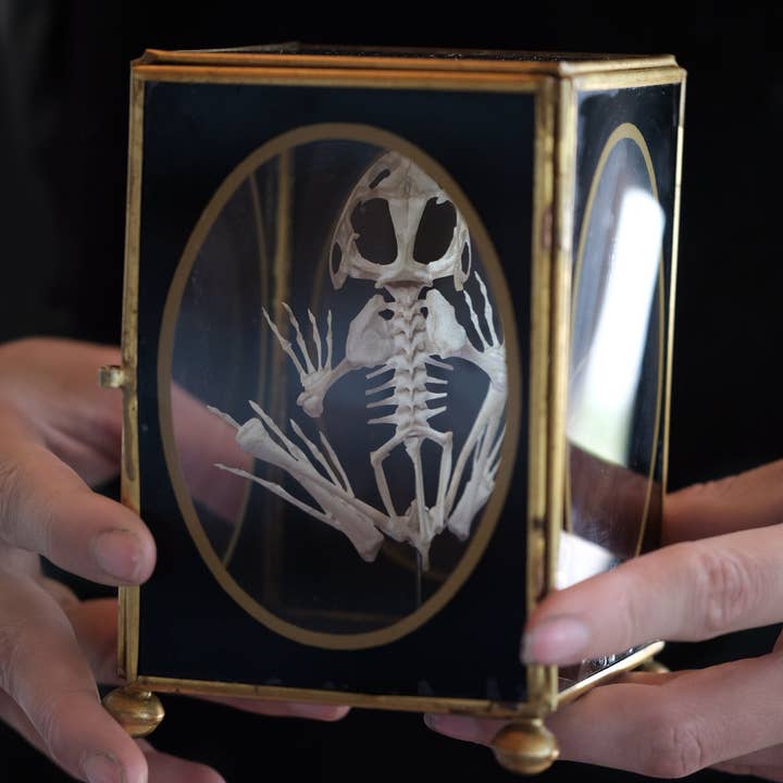 Moth and Myth - Wholesale Decorative Figurine - 'Fen' Frog Skeleton2