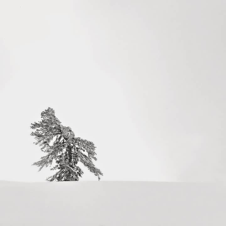 Árbol solitario de Yosemite para venta al por mayor de Bird&Fish, Co.