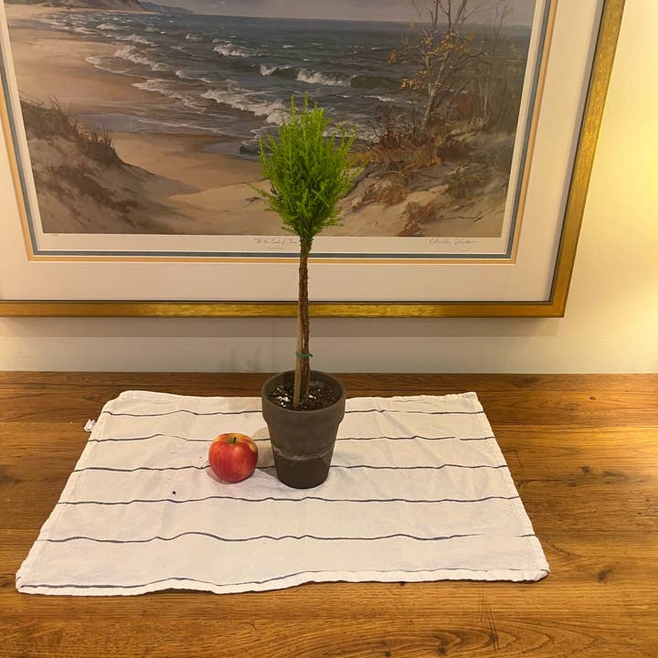 Sunrise Topiaries - Wholesale Live Plant - Live Lemon Cypress Topiary in 5 inch pot2