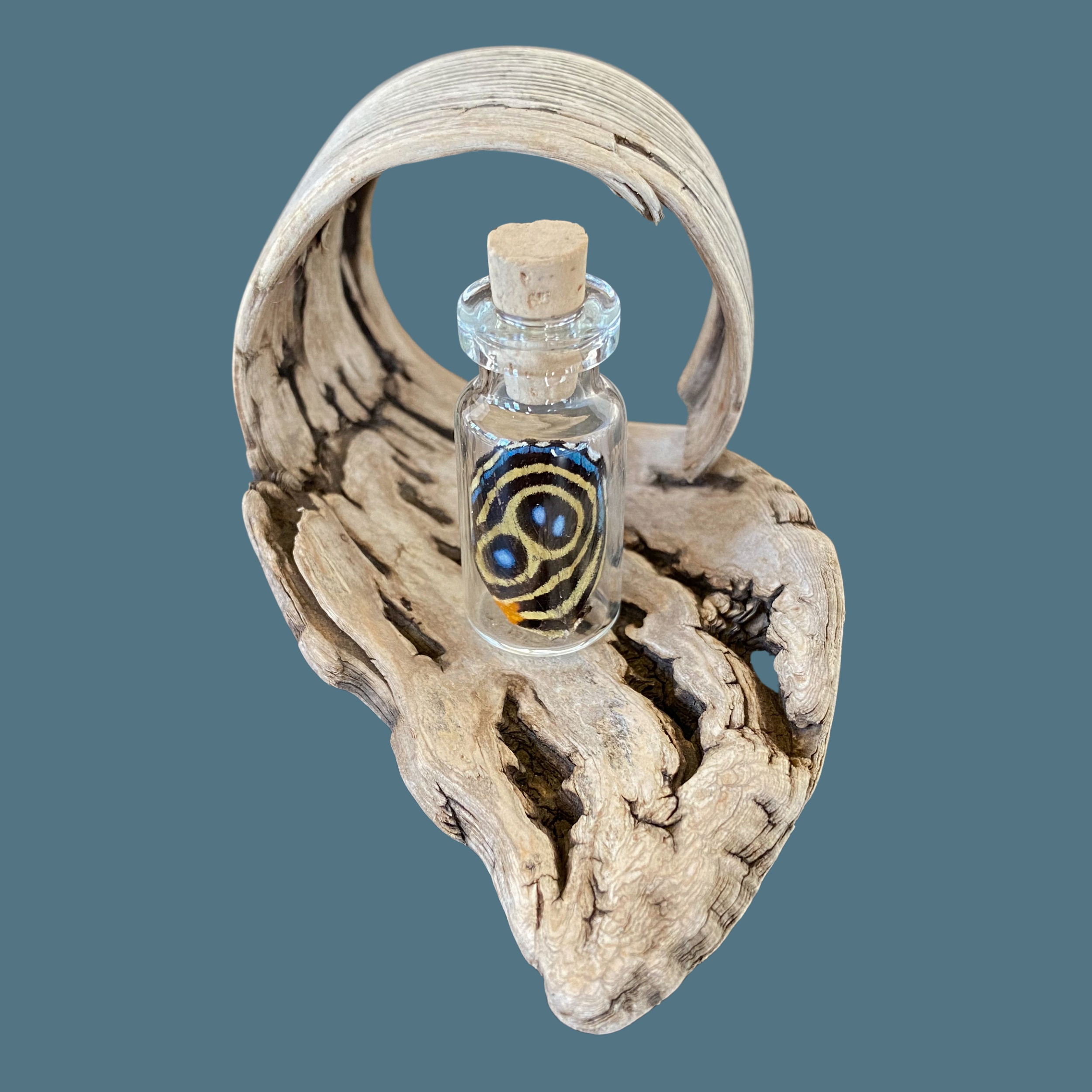 Isms - Wholesale Decorative Tabletop Object - Real Premium Butterfly Wing in Decorative Glass Bottle10