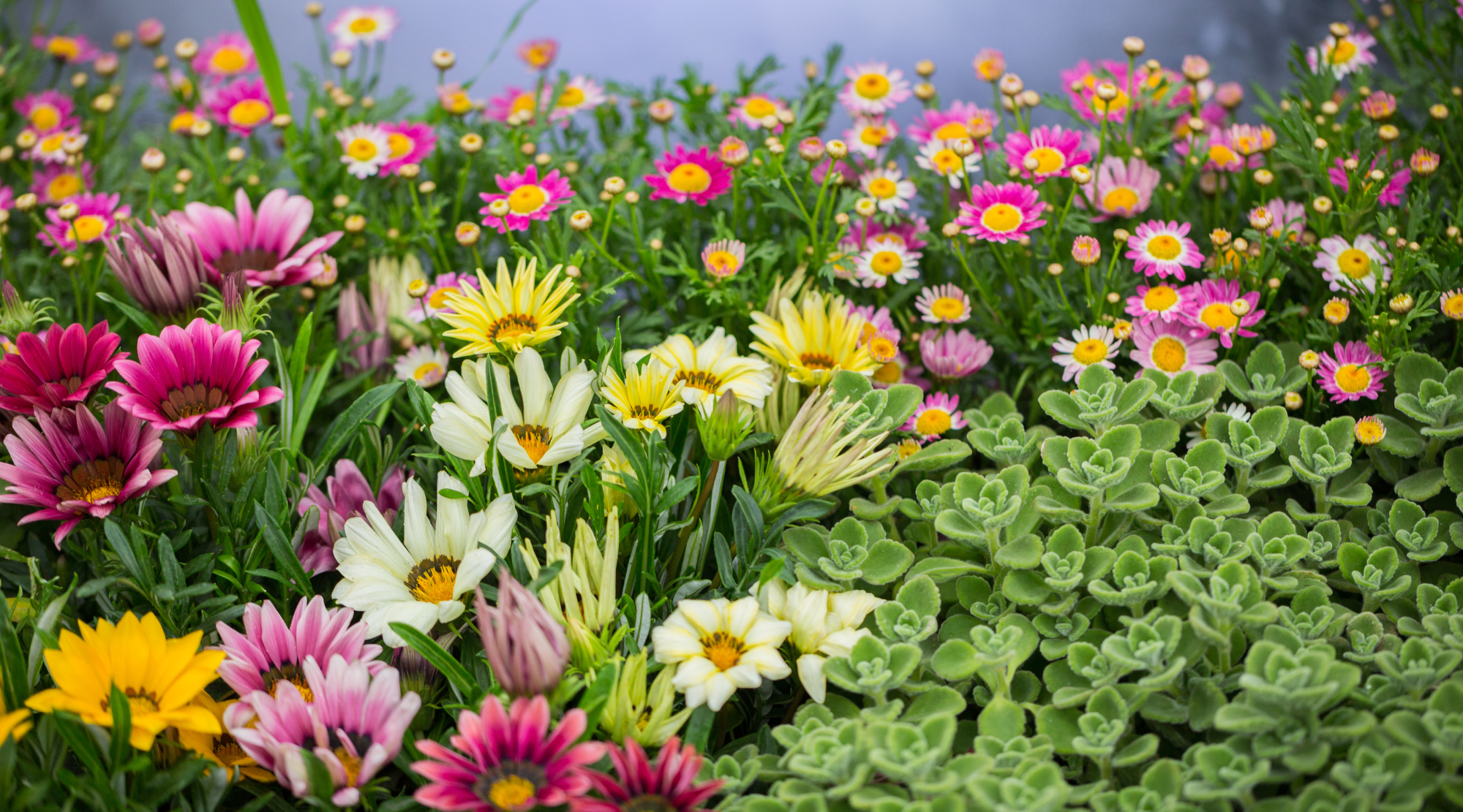 Aussie Seed Bombs - Wholesale Plant seeds - Easy Care & Grow Annual Flowering Mix0