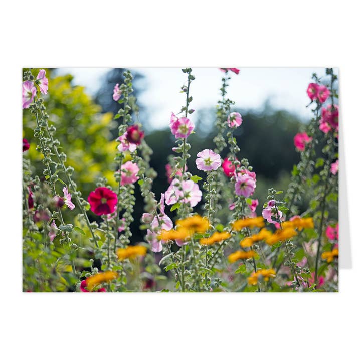 Klappkort "Stokroser II" for engroshandel hos paruspaper. nutzfeine papeterie