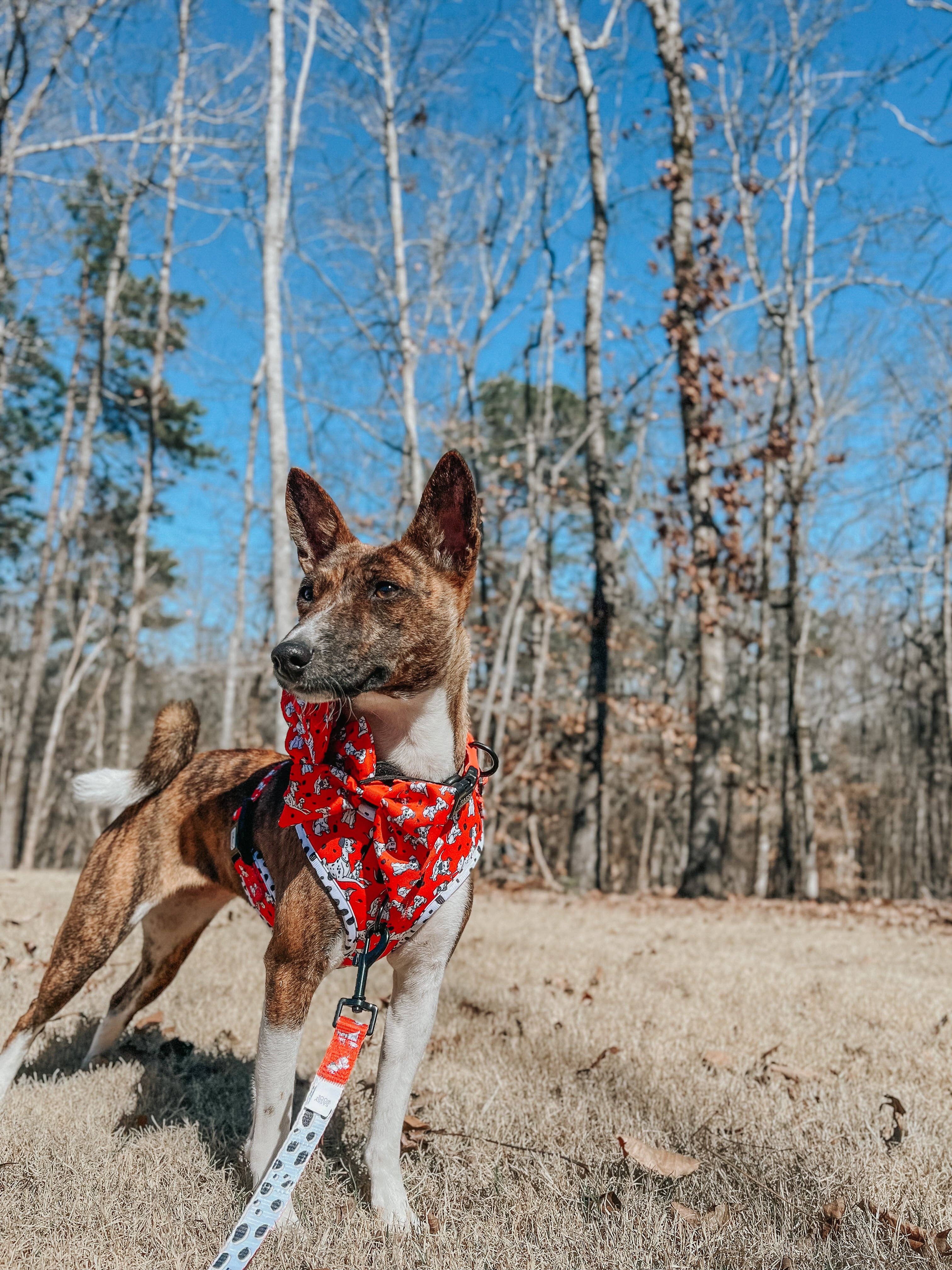 SASSY WOOF - Wholesale Pet Bow Tie - Dog - Dog Sailor Bow - Disney's 101 Dalmatians8