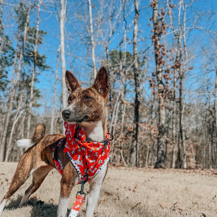 SASSY WOOF - Wholesale Pet Bow Tie - Dog - Dog Sailor Bow - Disney's 101 Dalmatians8