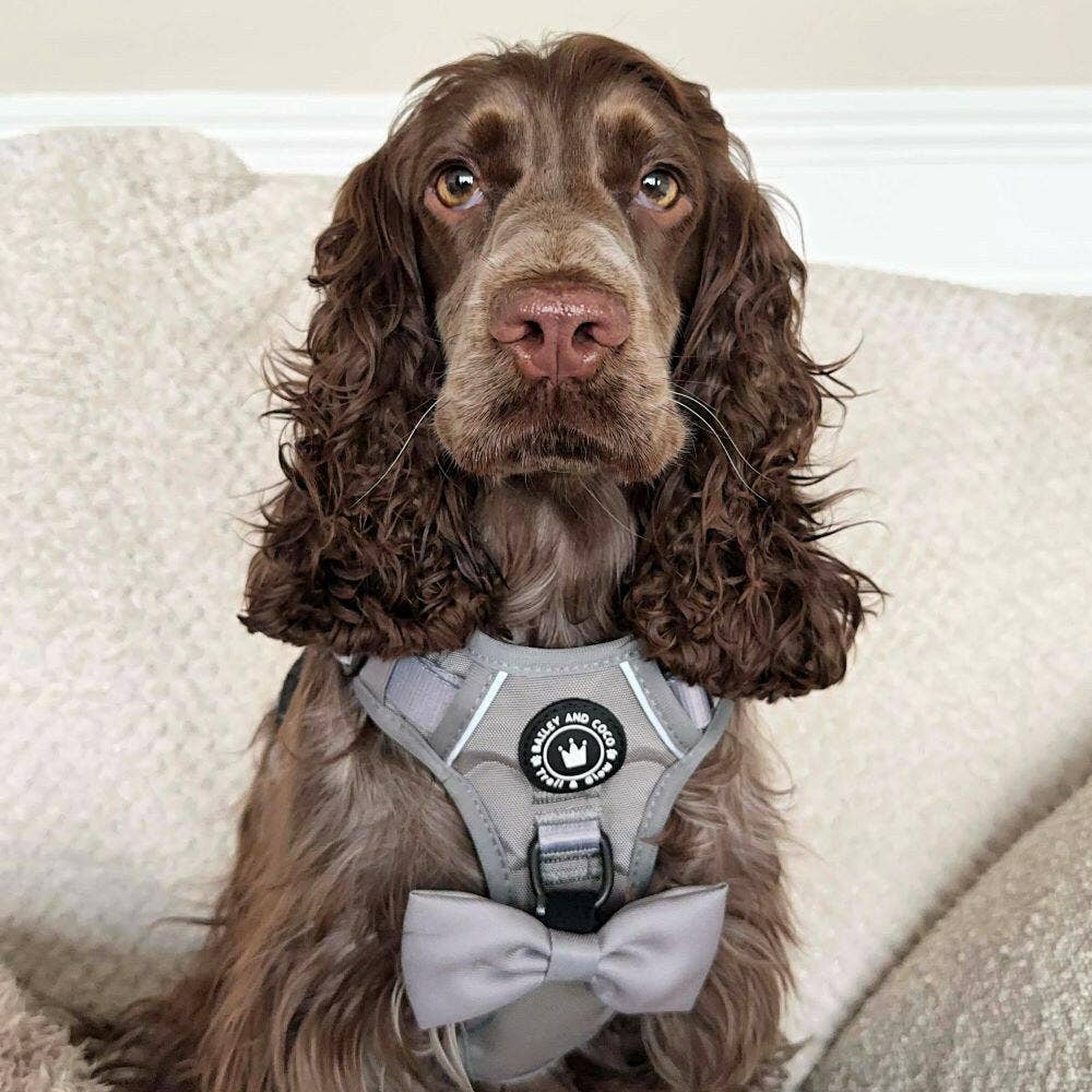Bailey and Coco - Vente Harnais – chien - Harnais pour chien Trail & Glow® - The Silver Grey One6