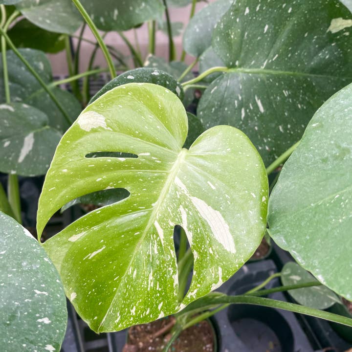Thorsen's Greenhouse - Wholesale Live Plant - Thai Constellation Monstera - 4" Live Plant - Rare5