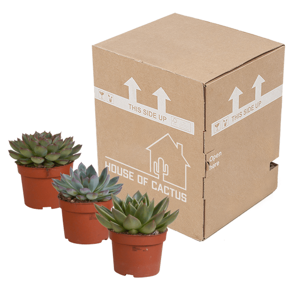 Oasis of Life - Wholesale Vetplant - Steenroos Echeveria Mix – 3 Planten Ø10,5cm – Kleurrijke Vetplanten-Kamerplanten – Onderhoudsvriendelijk & decoratief – Direct van de kweker2