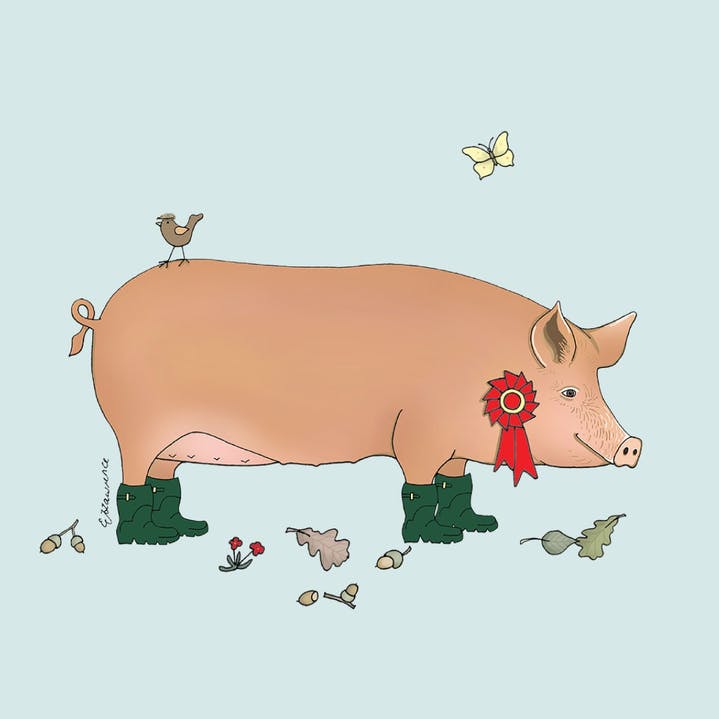 Emma Lawrence - Wholesale Everyday Greeting Card - Field & Farm Range - Prize Pig - Tamworth