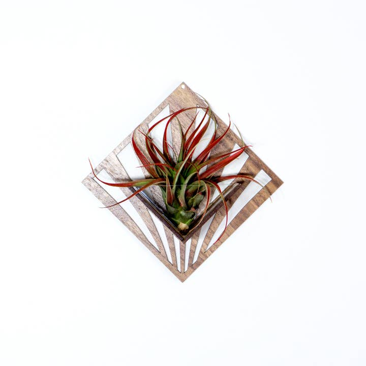 LIGHT RAZOR DESIGN STUDIO - Wholesale Wall planter - Air Plant Holder / Quadrate Wall Hanging Planter 210