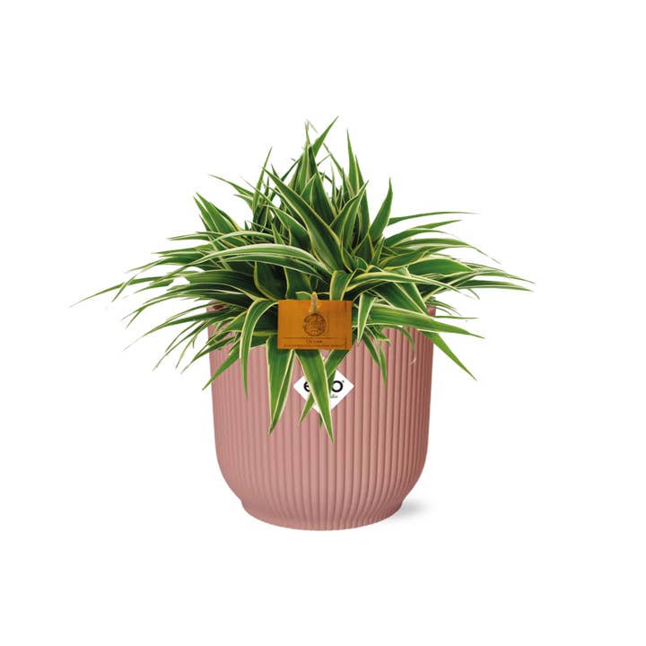 Graslelie – Chlorophytum Ocean – ca. 15 cm hoog – Kamerplant met witte bladstrepen – luchtzuiverend & onderhoudsvriendelijk – Potmaat Ø16cm – In decoratieve bloempot Delicate Pink voor woonkamer, keuken & kantoor voor wholesale door Oasis of Life