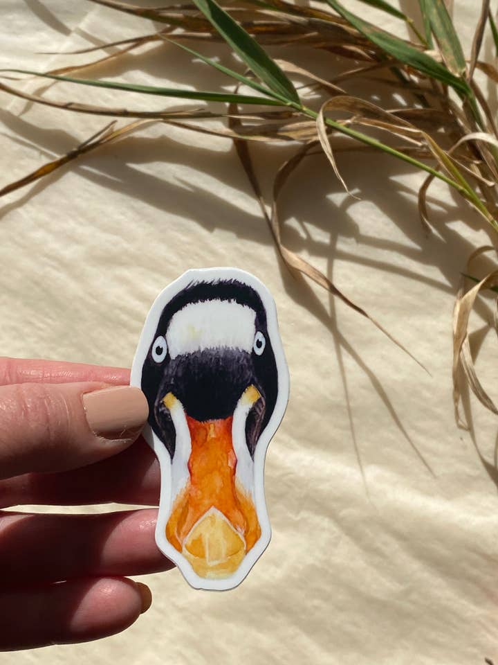 Surf Scoter Vinyl Mærkat Bumper Sticker for engroshandel hos Rebekah Lowell Creative Studio