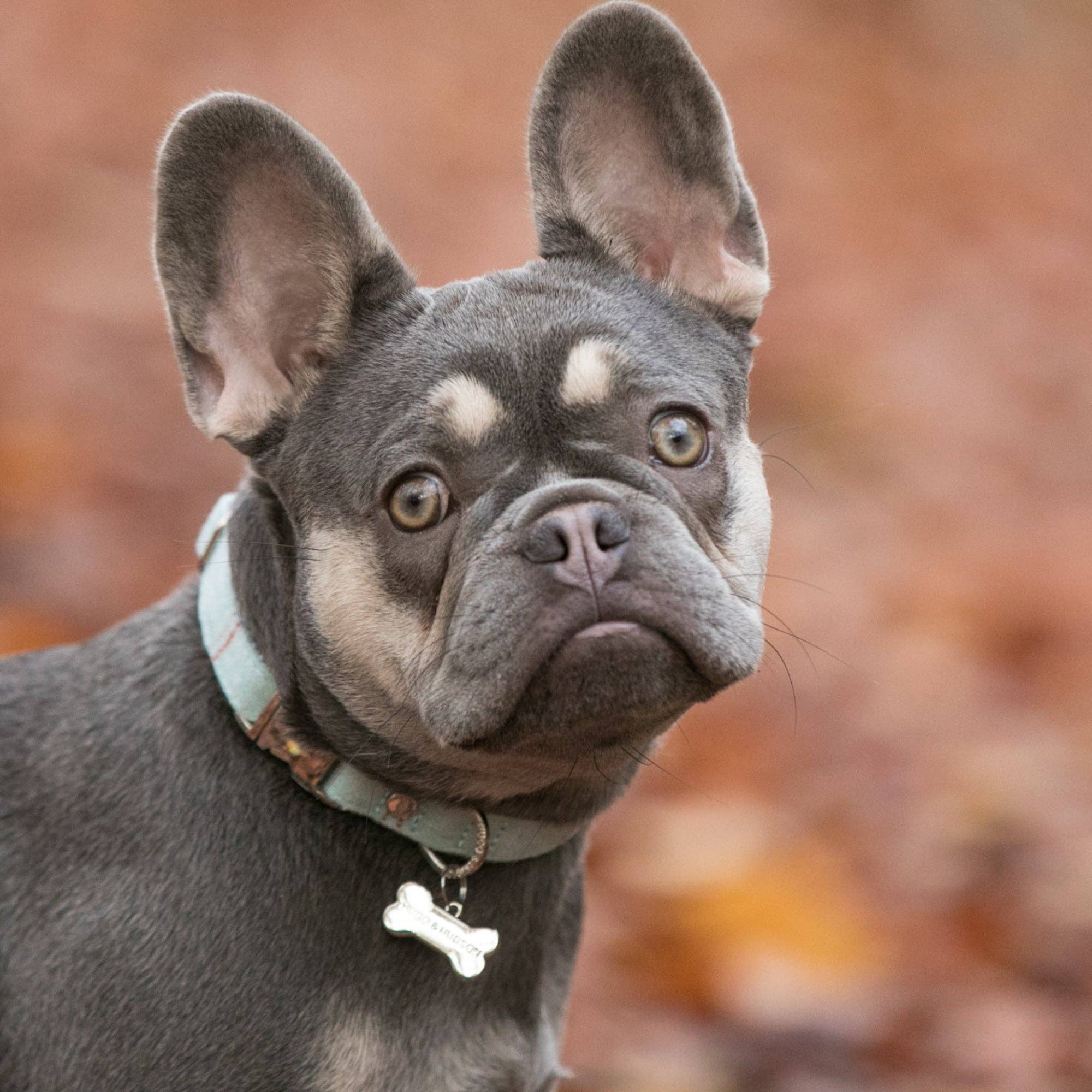 Hugo & Hudson – Engroshandel Halsbånd - Hund – Tweed Metal Spænde Hundehalsbånd - Aqua Ternet1