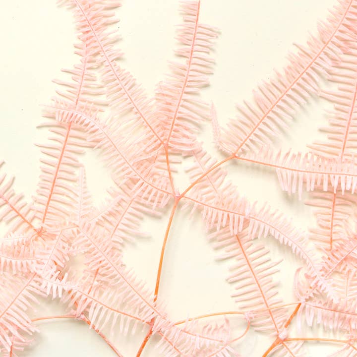 Roxanne's Dried Flowers - Wholesale Dried/Pressed Flowers - Fern - Preserved Mountain1