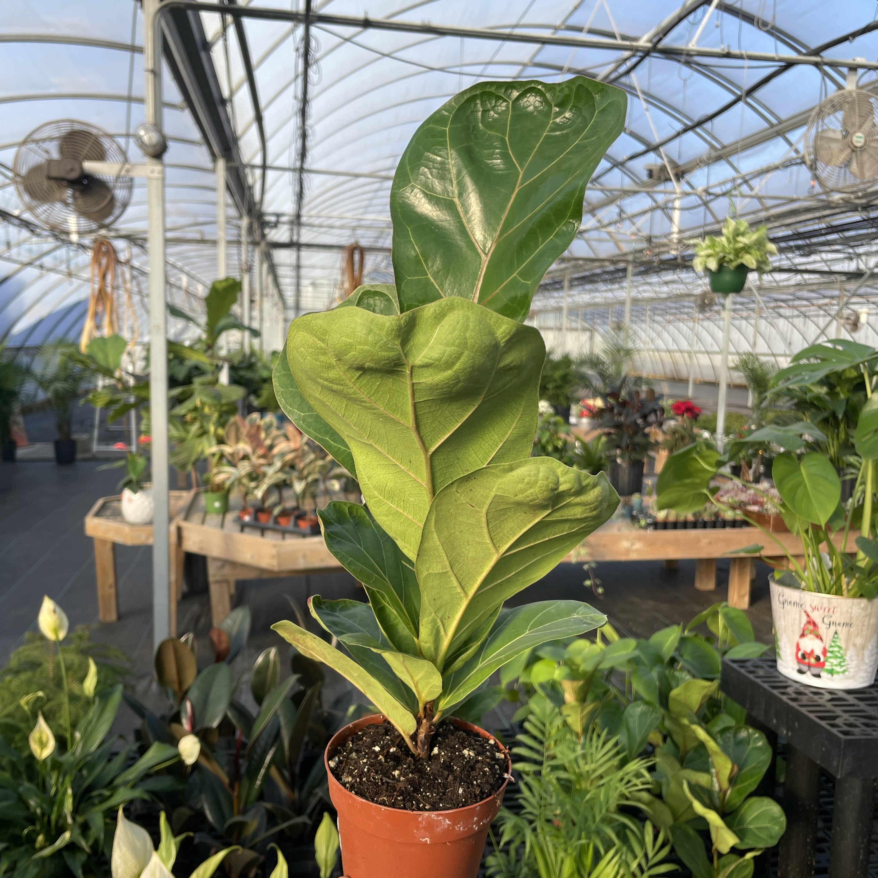 Thorsen's Greenhouse - Wholesale Live Plant - Fiddle Leaf Fig Plant - Live Plant3