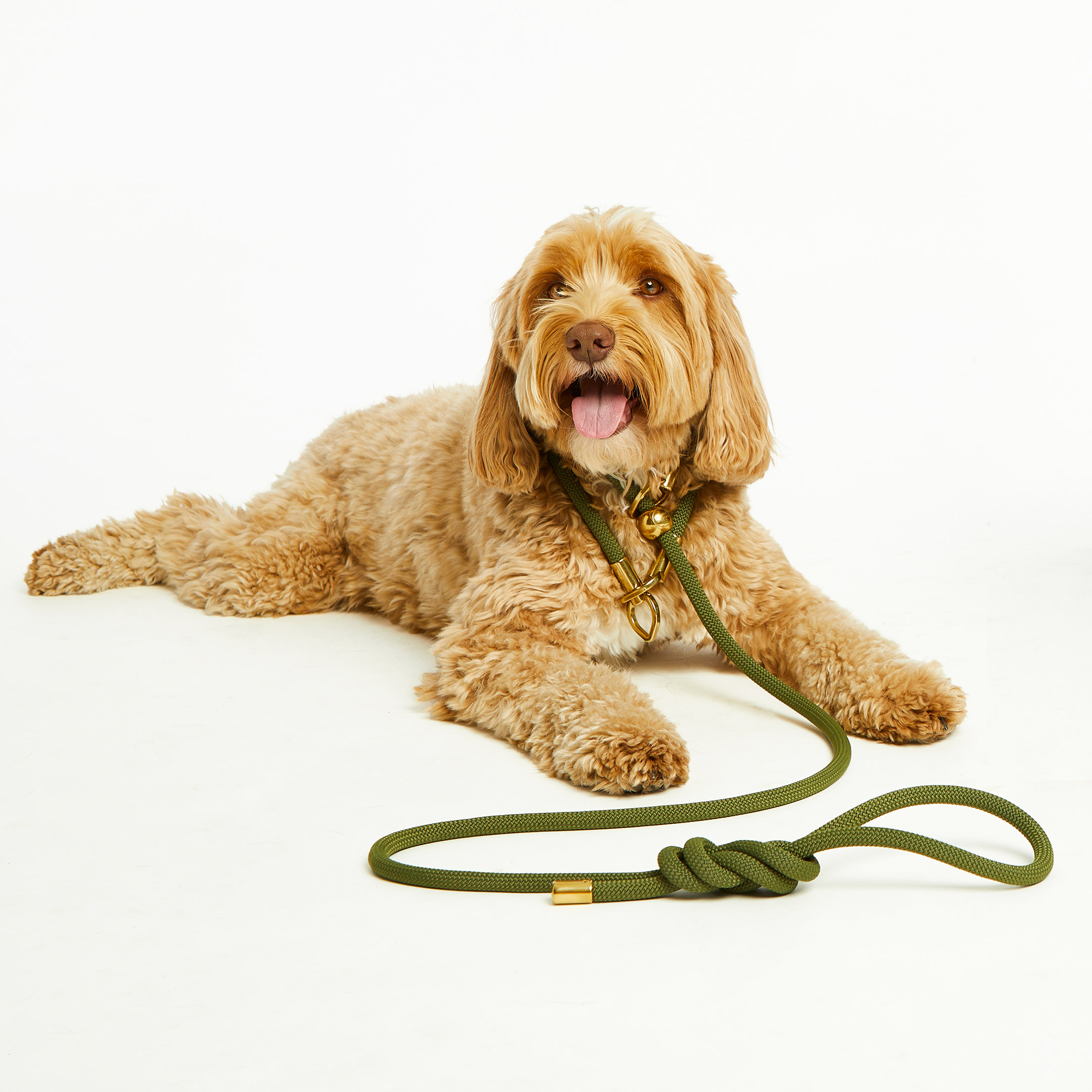 Bubble and Spike - Vente Laisse – chien - Olive Gold Simple Slip Lead™4